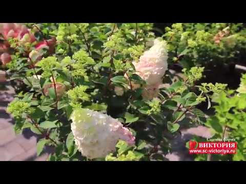 Гортензия сандей фрайз (hydrangea paniculata sundae fraise) — описание