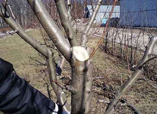 Пересадка яблони весной на новое место: как и когда пересаживать