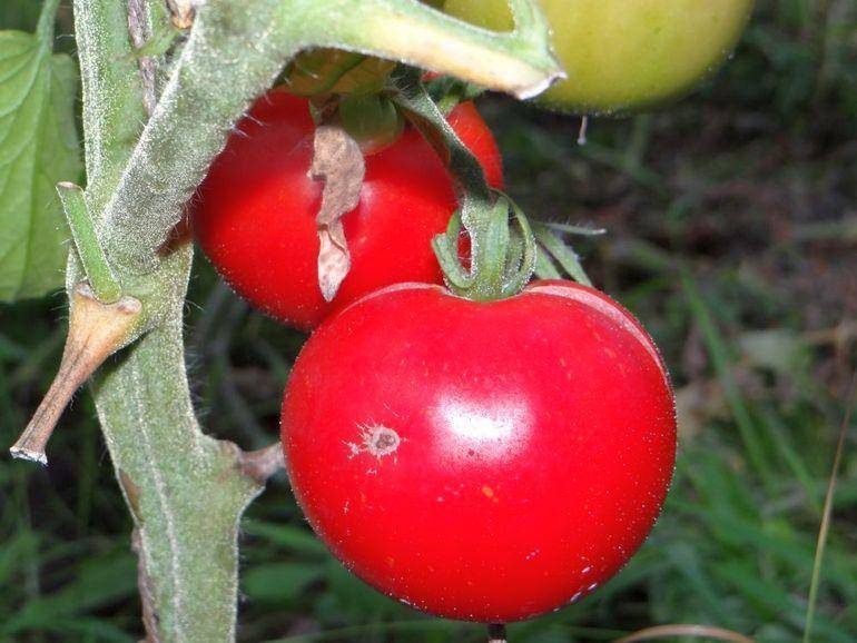 Описание сорта томата лабрадор: ранние и крупные