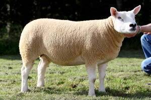 Описание овец породы Тексель