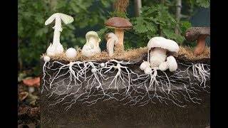 Наука о грибах: как называется, что изучает