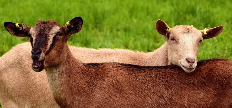 Разведение коз: основные виды и особенности бизнеса
