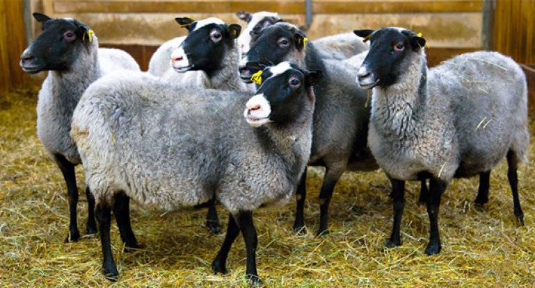 Романовская порода овец: содержание и разведение в домашних условиях
