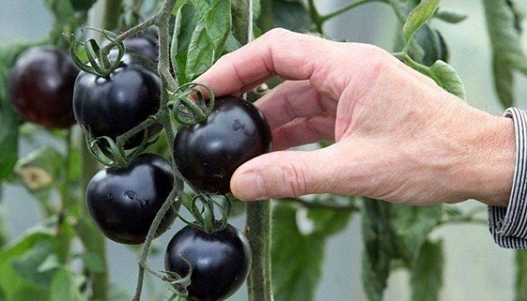 Томат черная гроздь: описание, выращивание, защита, отзывы