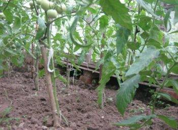 Как обрезать помидоры в теплице, чтобы был хороший урожай