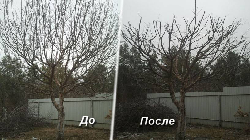 Как правильно обрезать деревья - типы обрезки и выбор сезона