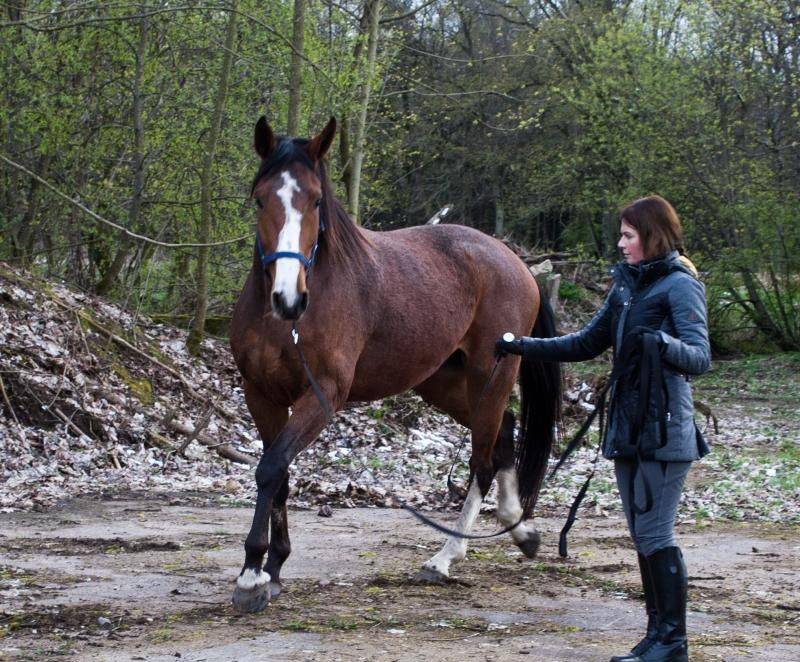 Голштинская порода лошадей (20 фото): какие особенности имеет голштинец? характеристика породы