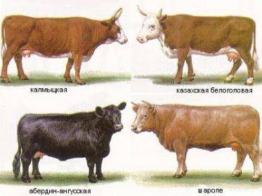 Породы коров с фотографиями и названиями