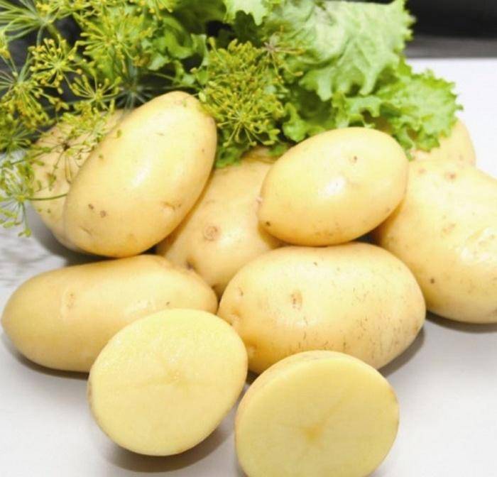 Картофель ред соня: описание сорта, фото, отзывы о вкусовых качествах и сроках созревания, особенности выращивания и хранения, характеристики урожайности