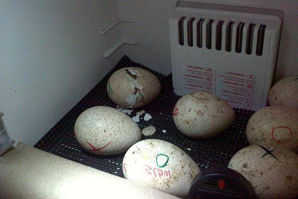Инкубация индюшиных яиц - особенности и правила, ошибки и их последствия
