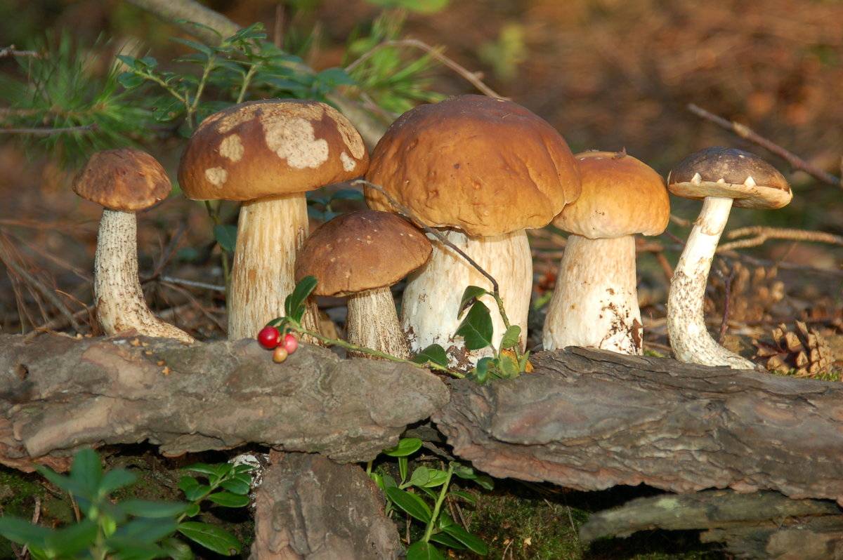 Какие съедобные грибы можно собирать в подмосковье