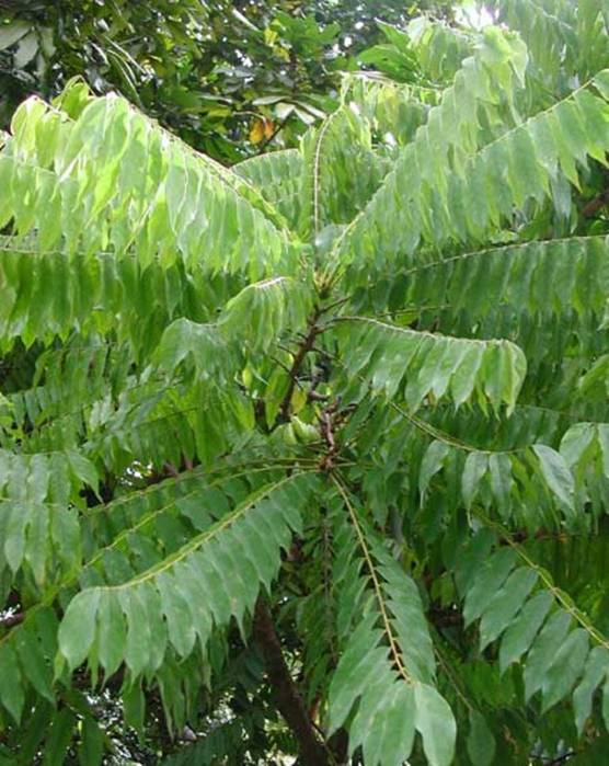 Выращивание огуречного дерева (билимби): по зубам ли малазийский экзот дачникам?