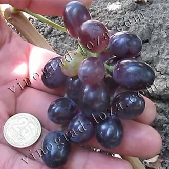 Фаворит родом из америки — виноград сорта буффало