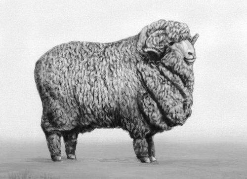 Меринос – самая распространенная порода овец в австралии