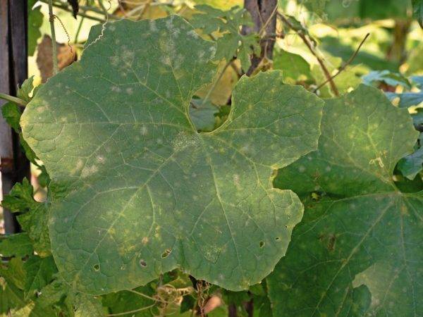 Белеют листья у огурцов: причины, лечение и профилактика