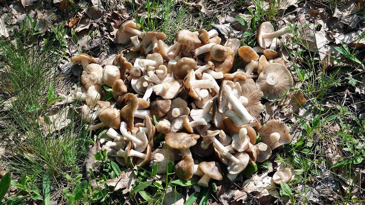 Осторожно, ранние грибы: как отличить съедобный гриб от ядовитого