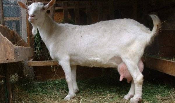 Чем кормить козу: после окота, чтобы было молоко – нормы и советы. что нужно знать про кормление коз: рацион с первых дней