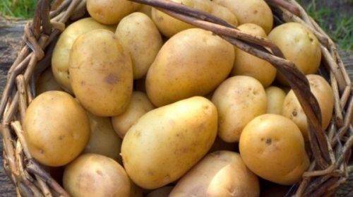 Сорт картофеля джелли: характеристика