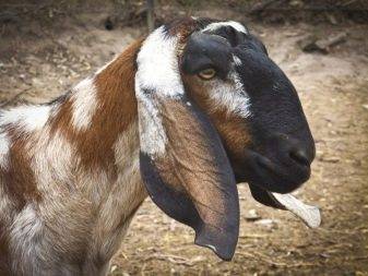 Нубийские козы – описание породы, фото, показатели продуктивности