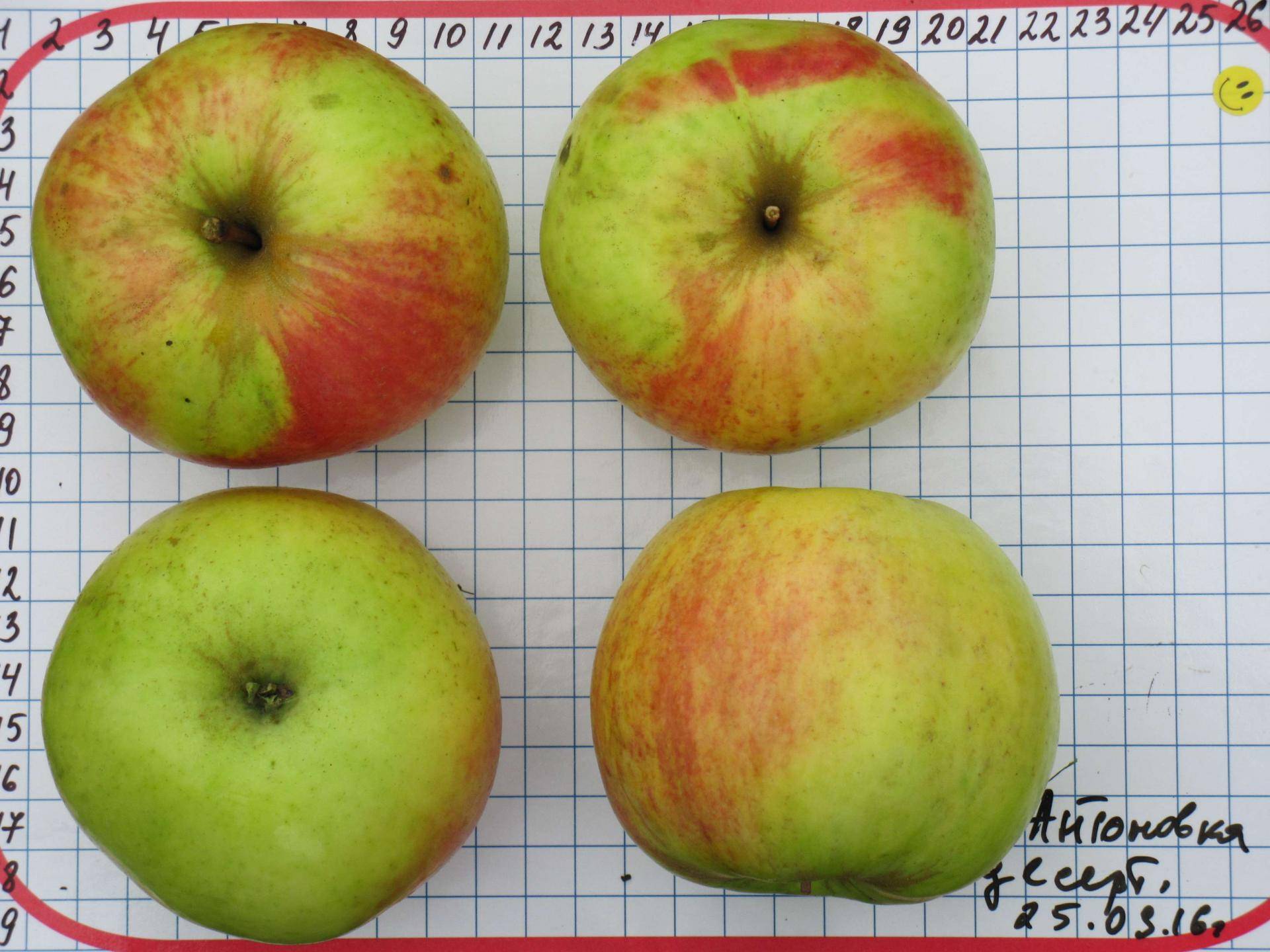50 фото яблок антоновка, ? описание сорта, ее полезные свойства и противопоказания