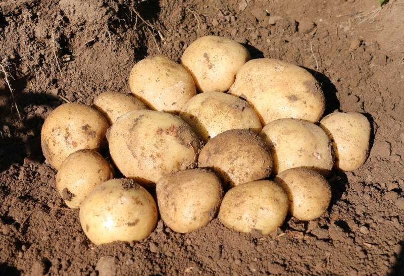 Описание картофеля сильвана - агрономы