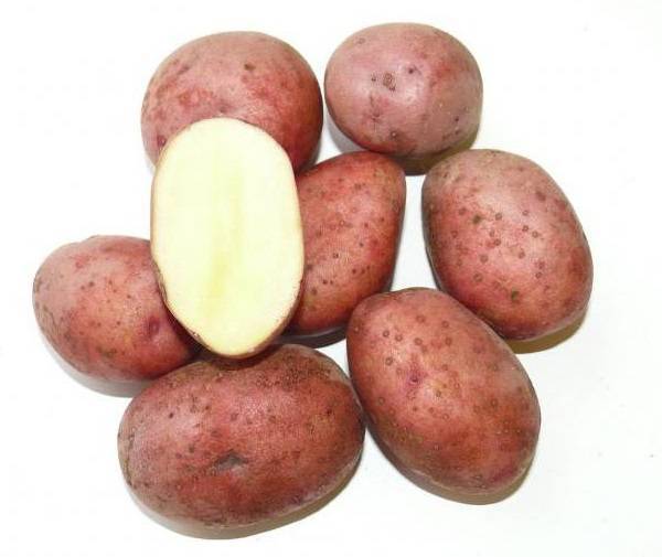 Описание сорта картофеля Любава — как поднять урожайность