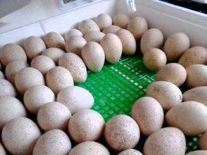 Можно ли мыть яйца перед закладкой в инкубатор: рекомендации, фото и видео