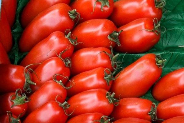 Устойчивые к фитофторе сорта томатов для теплиц – вельможа, интуиция и другие. характеристика, описание и фото