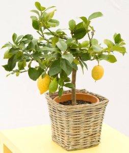 Почему у лимона желтеют и опадают листья: что делать