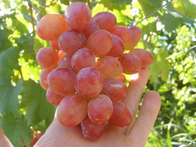 Виноград "анюта": описание сорта, фото, отзывы