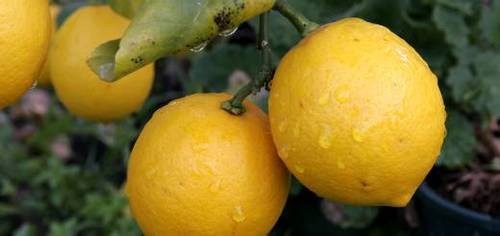 Комнатный лимон