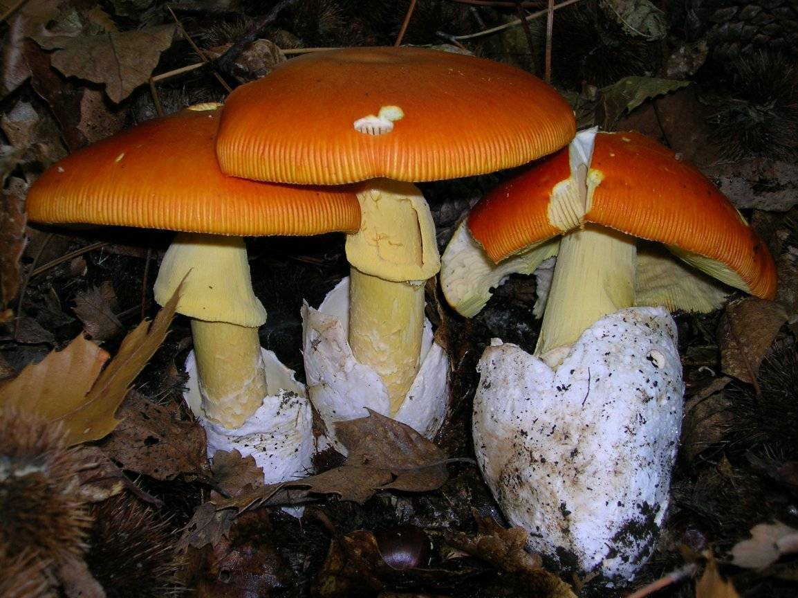 Выращивание и сбор цезарского гриба