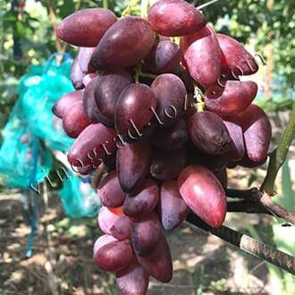 Необыкновенный сорт винограда родом из японии — «маникюр фингер»