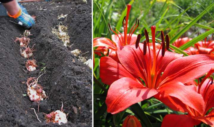 Посадка лилий весной в грунт: рекомендации опытных садовов
