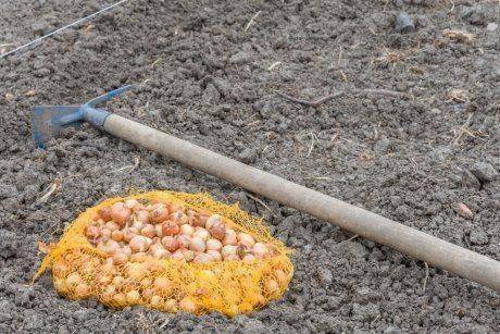 Как правильно сажать лук под зиму: сроки и выбор луковиц