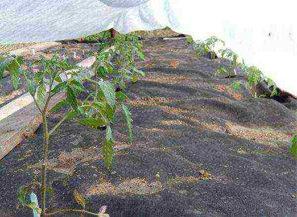Выращивание помидоров под укрывным материалом - моё село