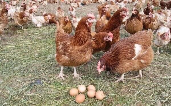 Характеристики яйценоских пород кур