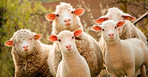 Овцы породы прекос: описание и характеристика