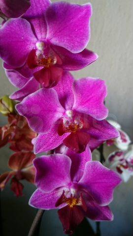 Такие разные виды орхидей фаленопсис