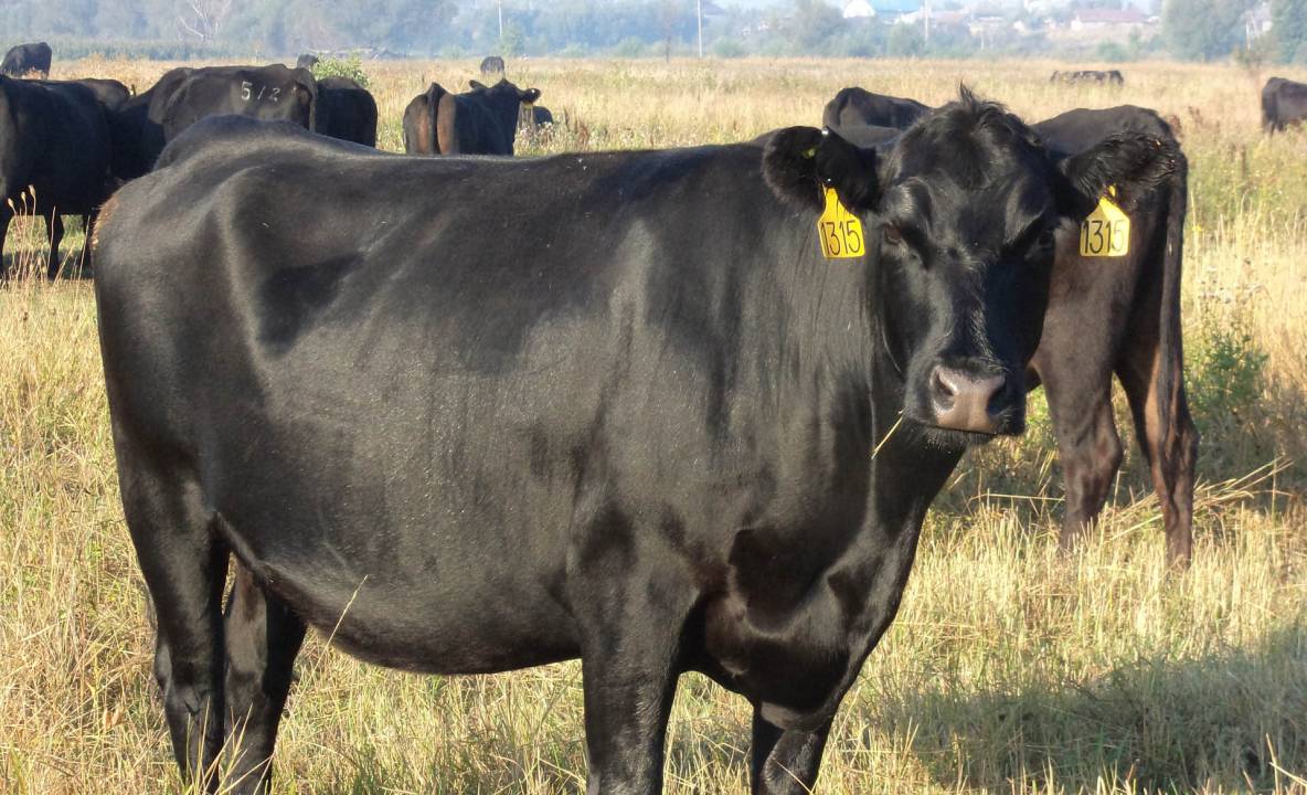 Монбельярдская порода коров: основные характеристики