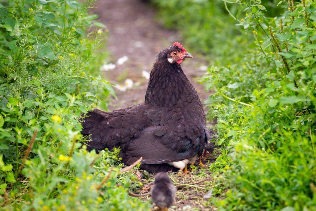 Холланд порода кур – описание несушек с фото и видео