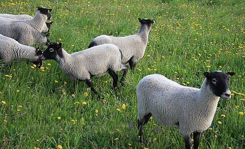 Характеристики романовской овцы