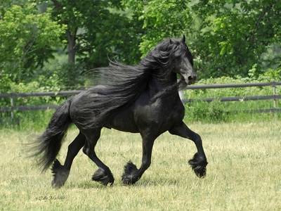 ᐉ фризская лошадь: описание породы, особенности содержания, рацион лошадей - zooon.ru
