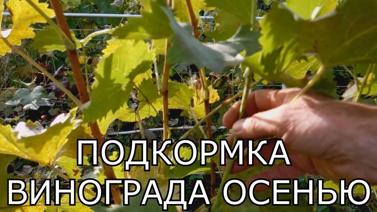 Подкормка винограда весной, чем и когда удобрять