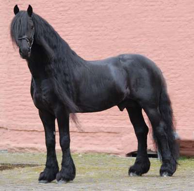 Фризская лошадь: описание породы, фото, видео