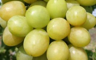 Виноград сорта благовест — сладкая солнечная ягода - сорта винограда, столовые | описание, советы, отзывы, фото и видео