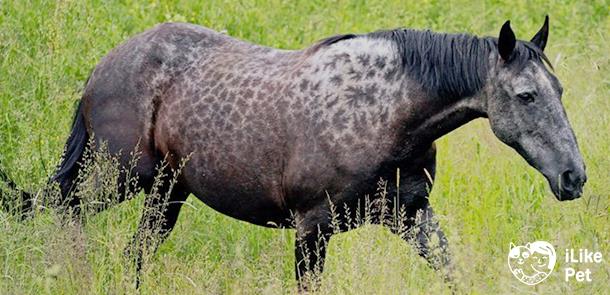 Легенды карачая — лошади кавказских гор