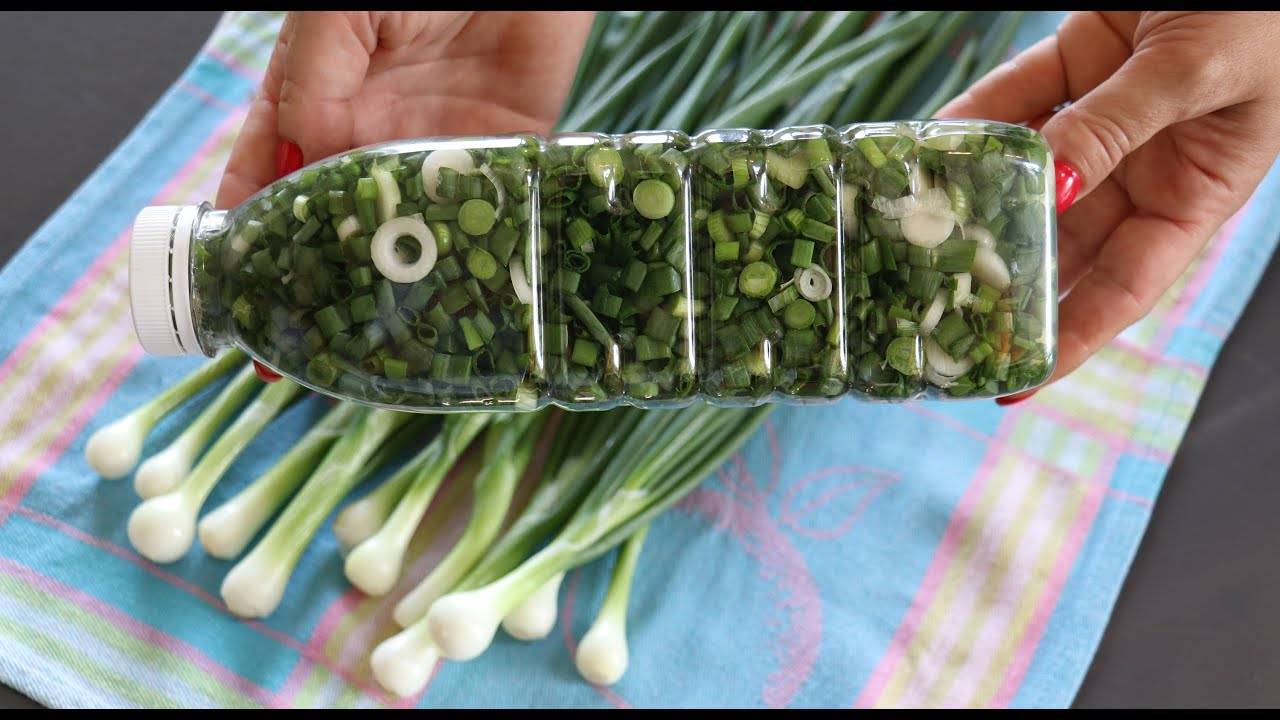 Как сохранить зеленый лук свежим в холодильнике: можно ли хранить, как хранить | domovoda.club