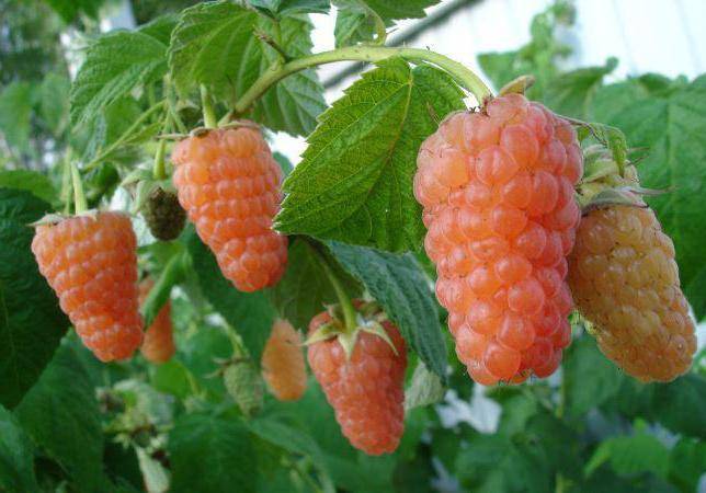 Малина оранжевое чудо: описание и выращивание