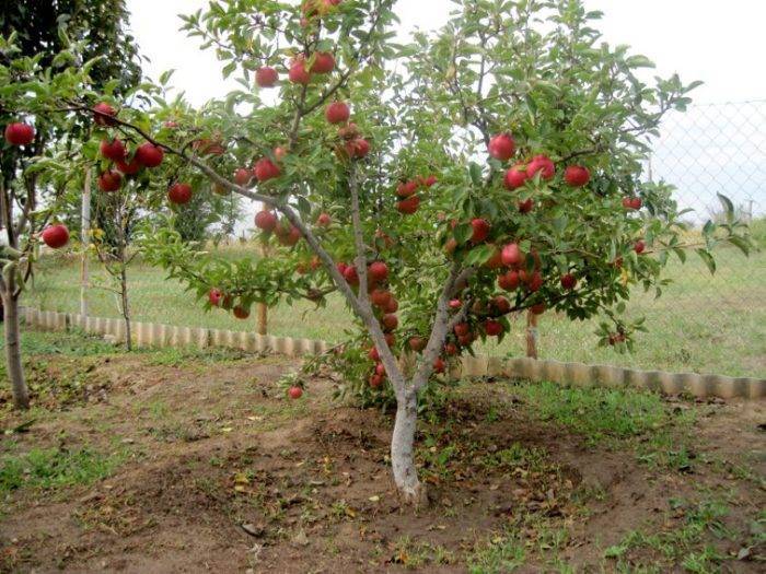 Штамбовая яблоня — обзор разновидностей